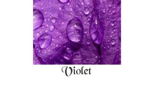 Violet la couleur violet significations